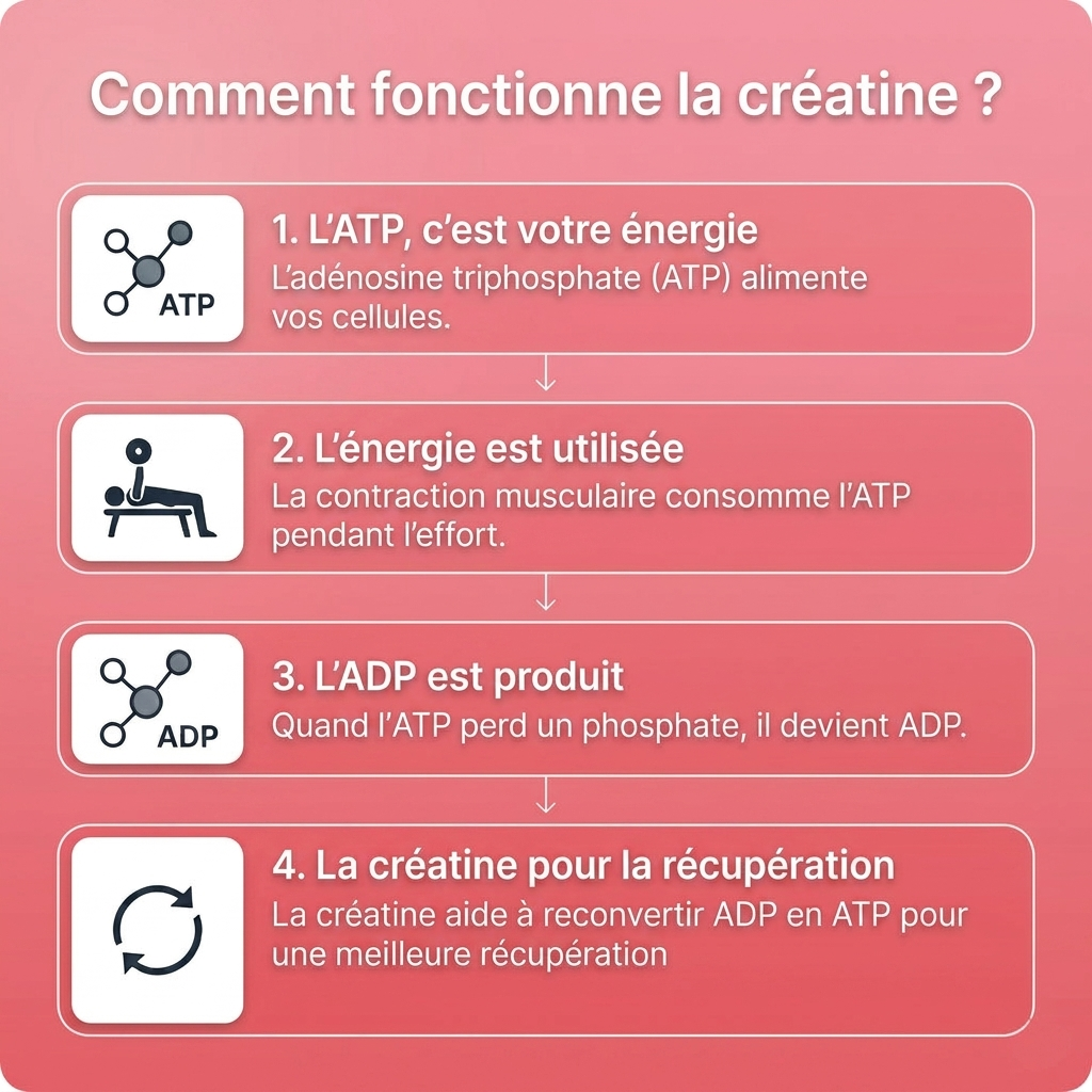 Gummies de Créatine - Fraise
