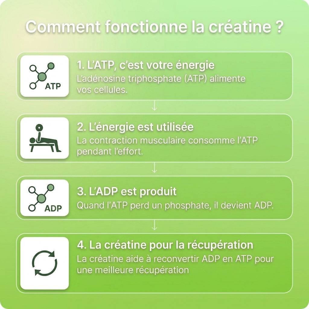 Gummies de Créatine - Pomme